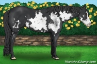 Horse Color:White Spotted Black Splash Frame 