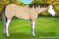 Horse Color:Amber Champagne Dun Sabino Splash 