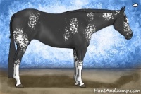 Horse Color:White Spotted Black Sabino