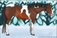 Horse Color:Bay Splash Tobiano Rabicano