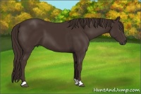 Horse Color:Liver Chestnut 