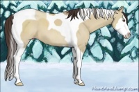 Horse Color:Classic Champagne Dun Splash Tobiano