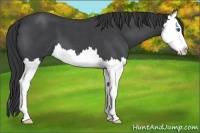 Horse Color:Blue Roan Splash 