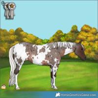 Horse Color:Gray White Spotted Silver Blue Roan 