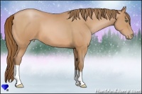 Horse Color:Bay Pearl 