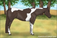 Horse Color:Liver Chestnut Tobiano 