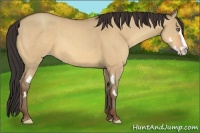 Horse Color:Amber Champagne Dun Sabino Splash Frame 