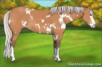 Horse Color:White Spotted Silver Bay Sabino Splash Rabicano