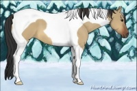 Horse Color:Bay Dun Tobiano