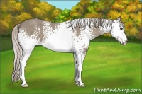 Horse Color:White Spotted Silver Grullo 