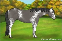 Horse Color:White Spotted Grullo
