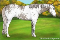 Horse Color:White Spotted Silver Grullo Rabicano