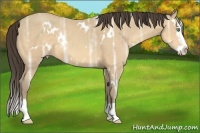 Horse Color:White Spotted Amber Cream Champagne Ice Splash