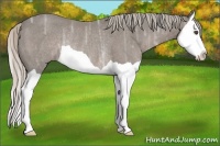 Horse Color:Silver Black Ice Splash Rabicano