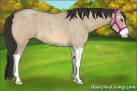 Horse Color:Buckskin Roan Dun Sabino 