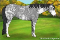 Horse Color:Blue Ice Roan Sabino