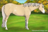 Horse Color:Silver Amber Champagne Dun Sabino