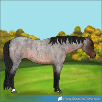 Horse Color:Gray Brown Roan 