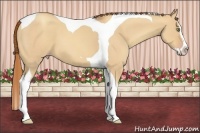 Horse Color:Gold Champagne Dun Splash Tobiano 
