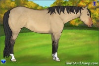 Horse Color:Bay Dun
