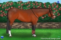 Horse Color:Brown Sabino 