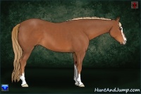 Horse Color:Chestnut Sabino