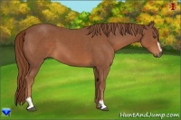 Horse Color:Chestnut Sabino