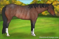 Horse Color:Bay Roan Rabicano 