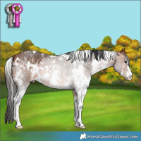 Horse Color:White Spotted Bay Sabino 