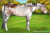 Horse Color:White Spotted Bay Sabino 
