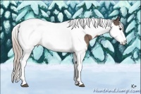 Horse Color:Silver Black Splash Tobiano 