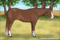 Horse Color:Chestnut Splash