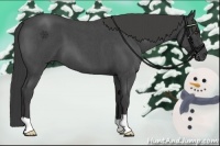 Horse Color:Smoky Blue Roan 