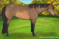 Horse Color:Unknown 