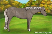 Horse Color:Silver Smoky Black Rabicano 