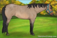 Horse Color:Bay Roan Dun