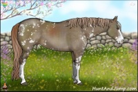 Horse Color:Liver Red Dun Sabino 
