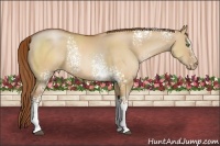 Horse Color:White Spotted Brown Pearl Dun Sabino