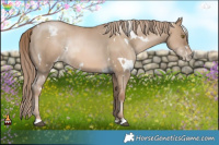 Horse Color:White Spotted Liver Red Dun Pearl Sabino 