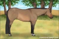 Horse Color:Bay Dun