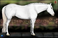Horse Color:Red Dun Frame Appaloosa 