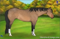 Horse Color:Bay Dun