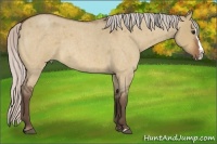 Horse Color:Silver Bay Roan Dun Splash 