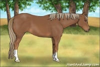 Horse Color:Unknown 