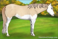 Horse Color:Gold Champagne Roan Dun Splash