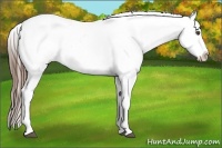 Horse Color:Chestnut Appaloosa 