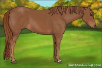 Horse Color:Chestnut 