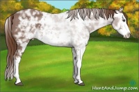 Horse Color:Chestnut Ice Sabino Splash 