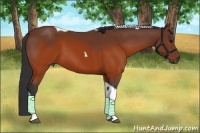 Horse Color:Brown Tobiano