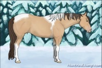 Horse Color:Amber Champagne Tobiano